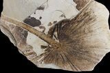 Wide Fossil Fish & Palm Mural - Green River Formation, Wyoming #174921-4